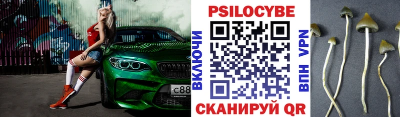 Купить Ефремов Галлюциногенные грибы Psilocybine cubensis